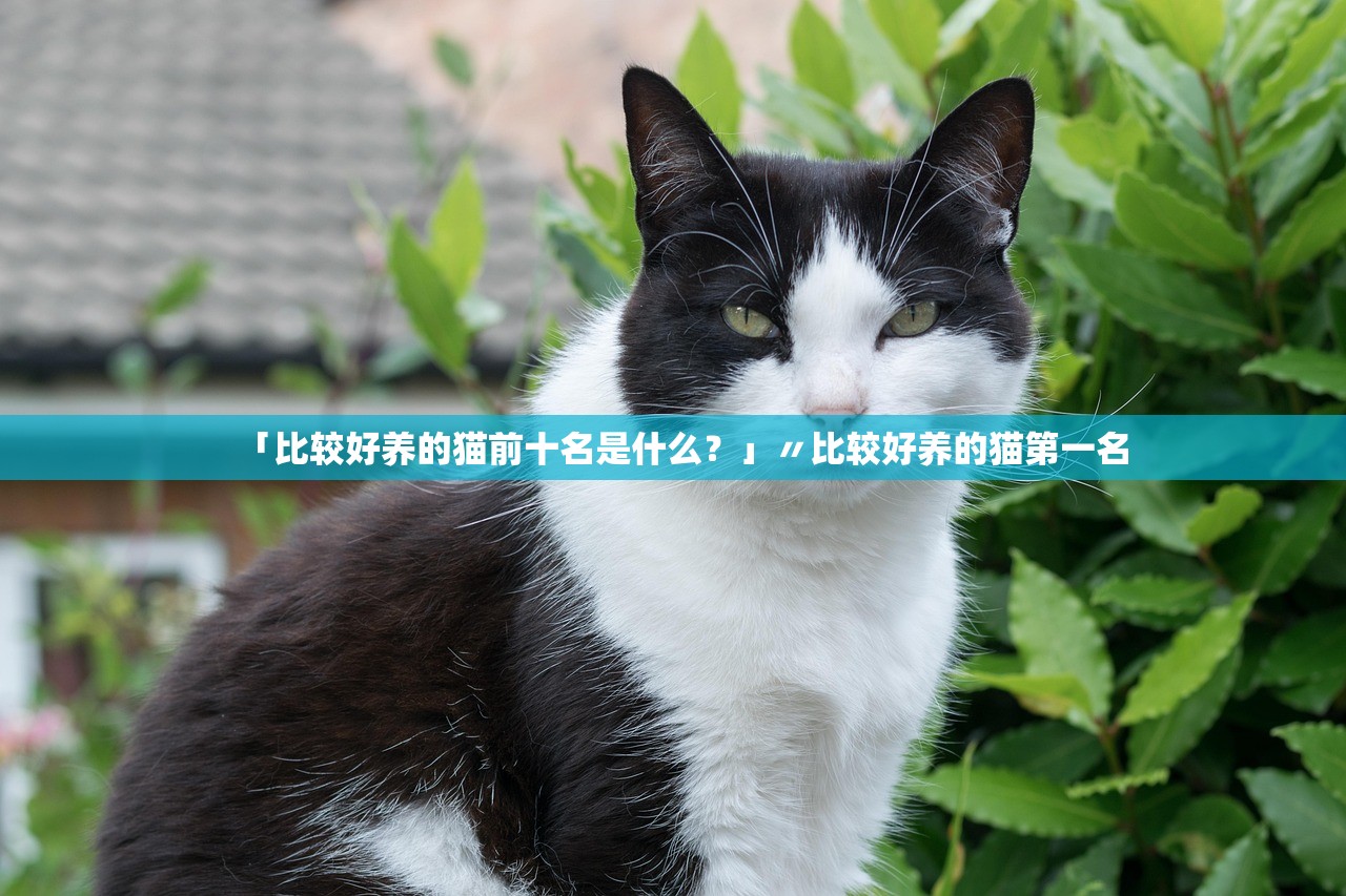 「比较好养的猫前十名是什么？」〃比较好养的猫第一名