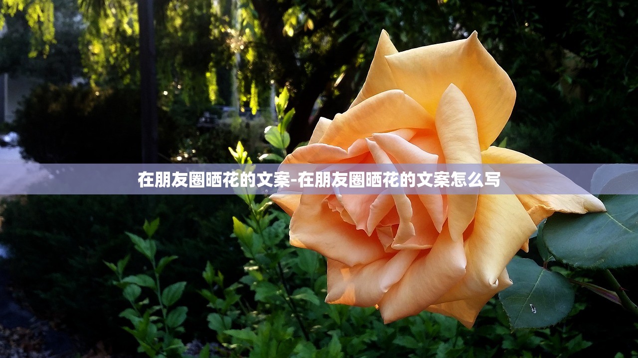 在朋友圈晒花的文案-在朋友圈晒花的文案怎么写 在朋友圈晒花的文案-在朋友圈晒花的文案怎么写