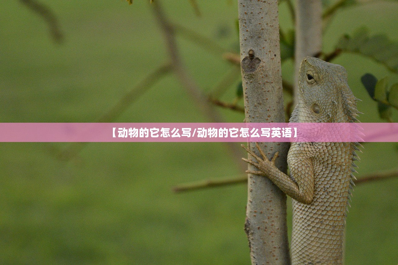 【动物的它怎么写/动物的它怎么写英语】