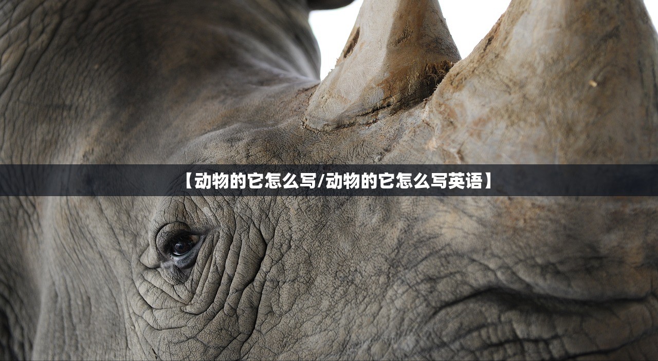 【动物的它怎么写/动物的它怎么写英语】