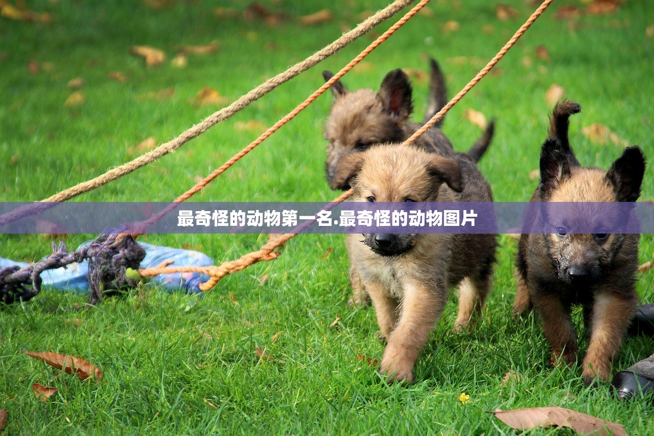 最奇怪的动物第一名.最奇怪的动物图片