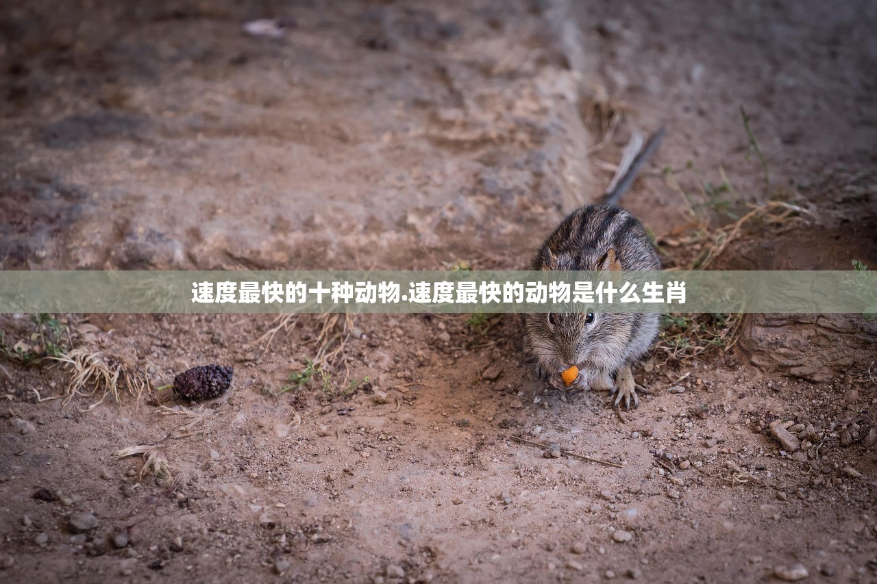 速度最快的十种动物.速度最快的动物是什么生肖