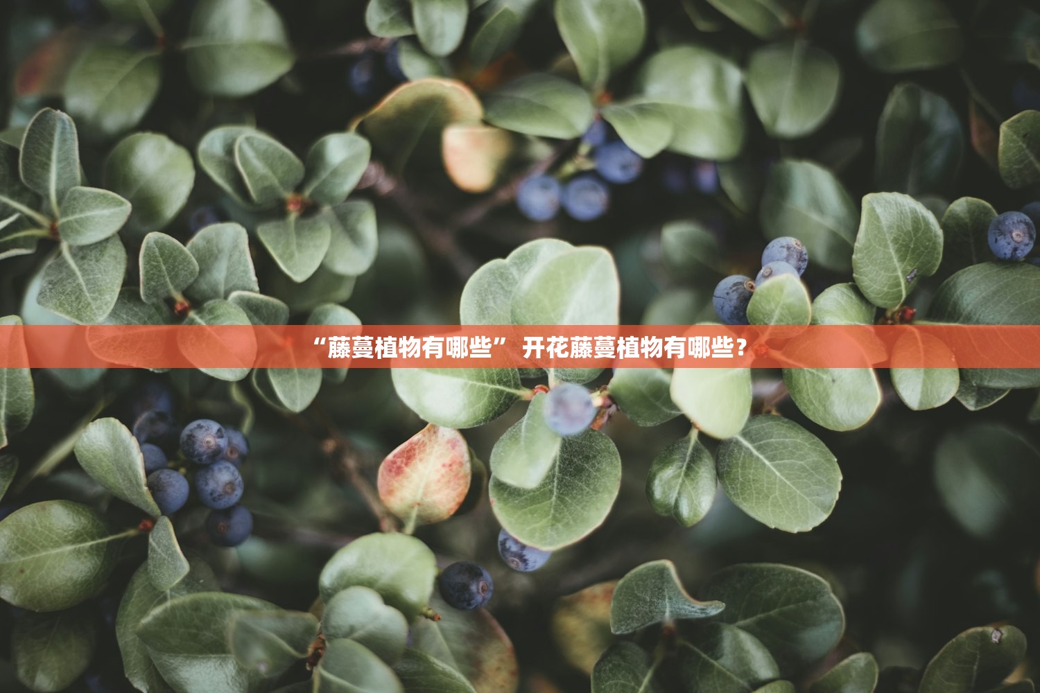“藤蔓植物有哪些	” 开花藤蔓植物有哪些？