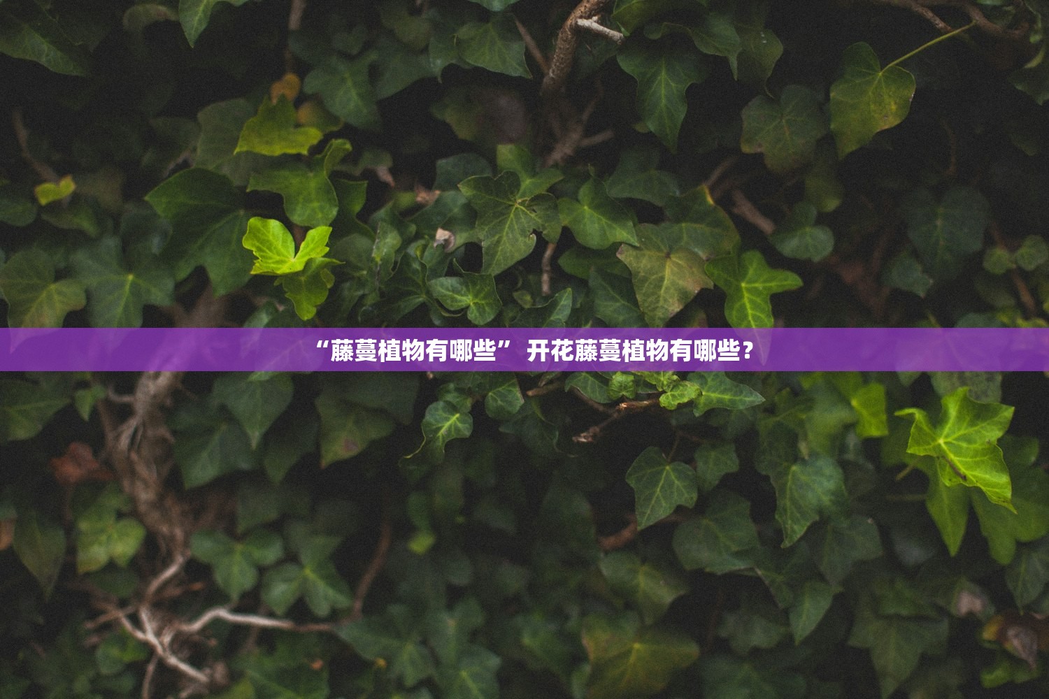 “藤蔓植物有哪些” 开花藤蔓植物有哪些？