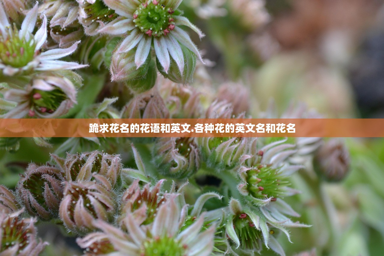 跪求花名的花语和英文.各种花的英文名和花名
