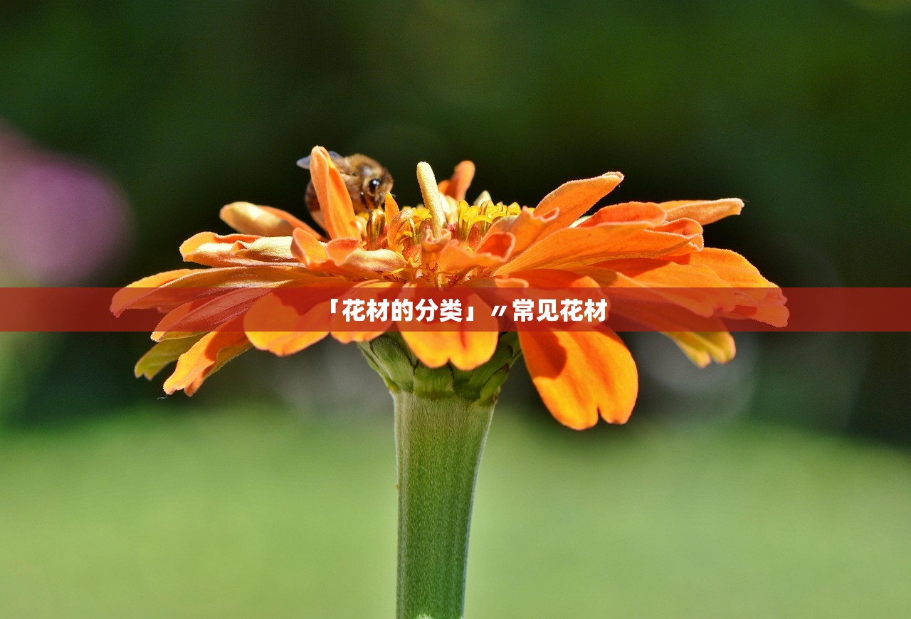 「花材的分类」〃常见花材