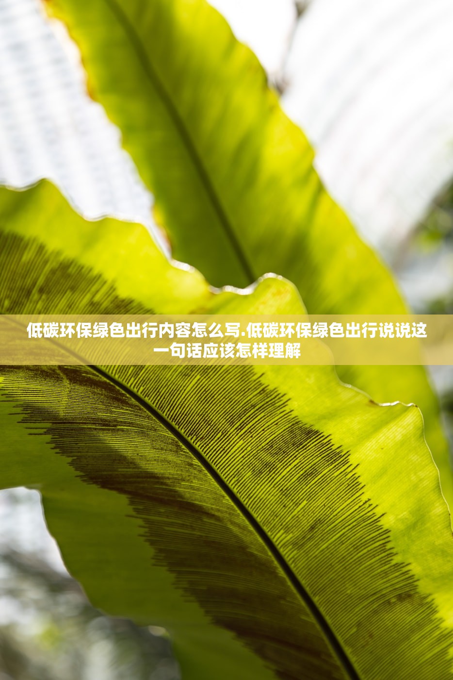 低碳环保绿色出行内容怎么写.低碳环保绿色出行说说这一句话应该怎样理解