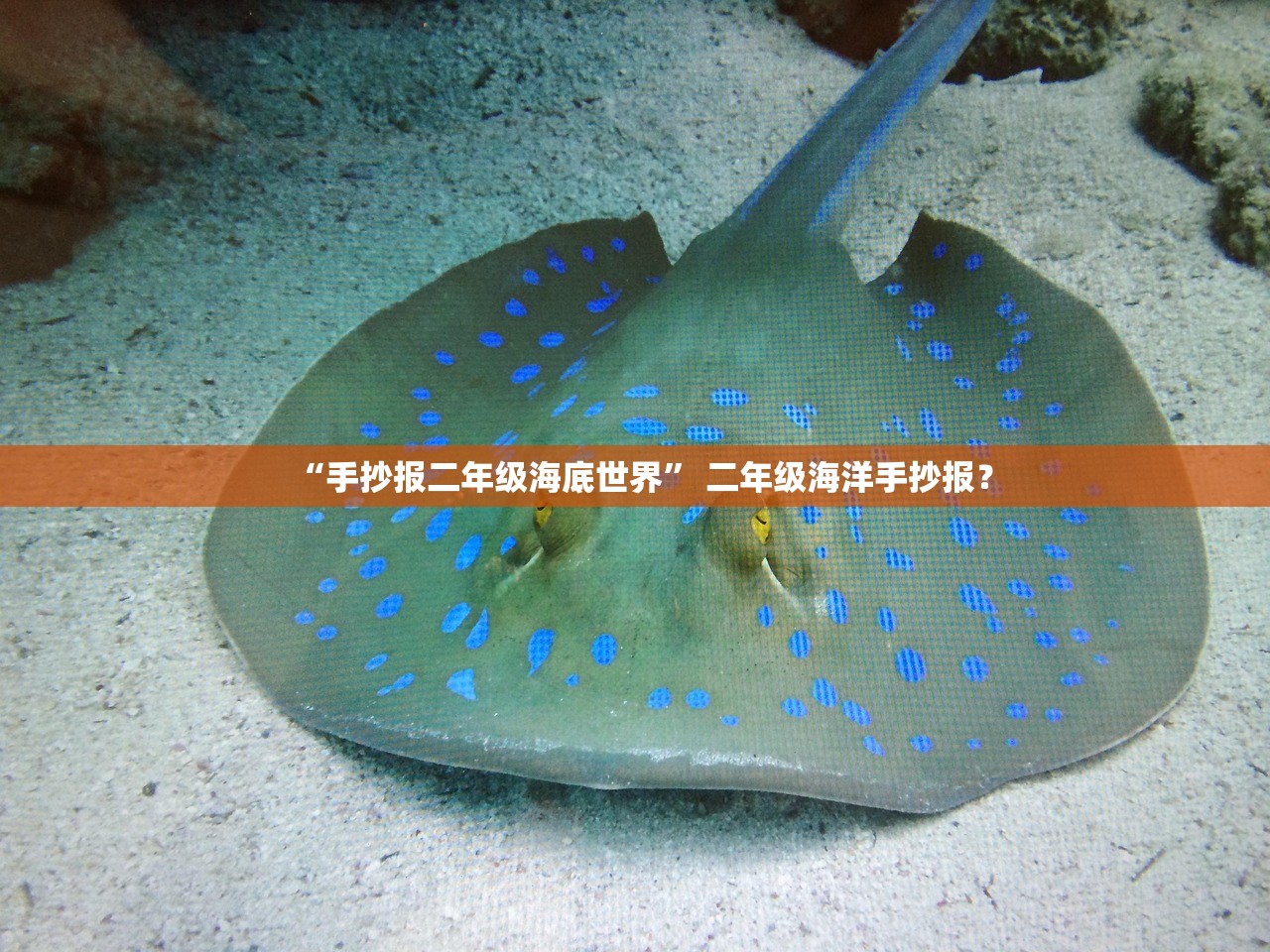 “手抄报二年级海底世界	” 二年级海洋手抄报？