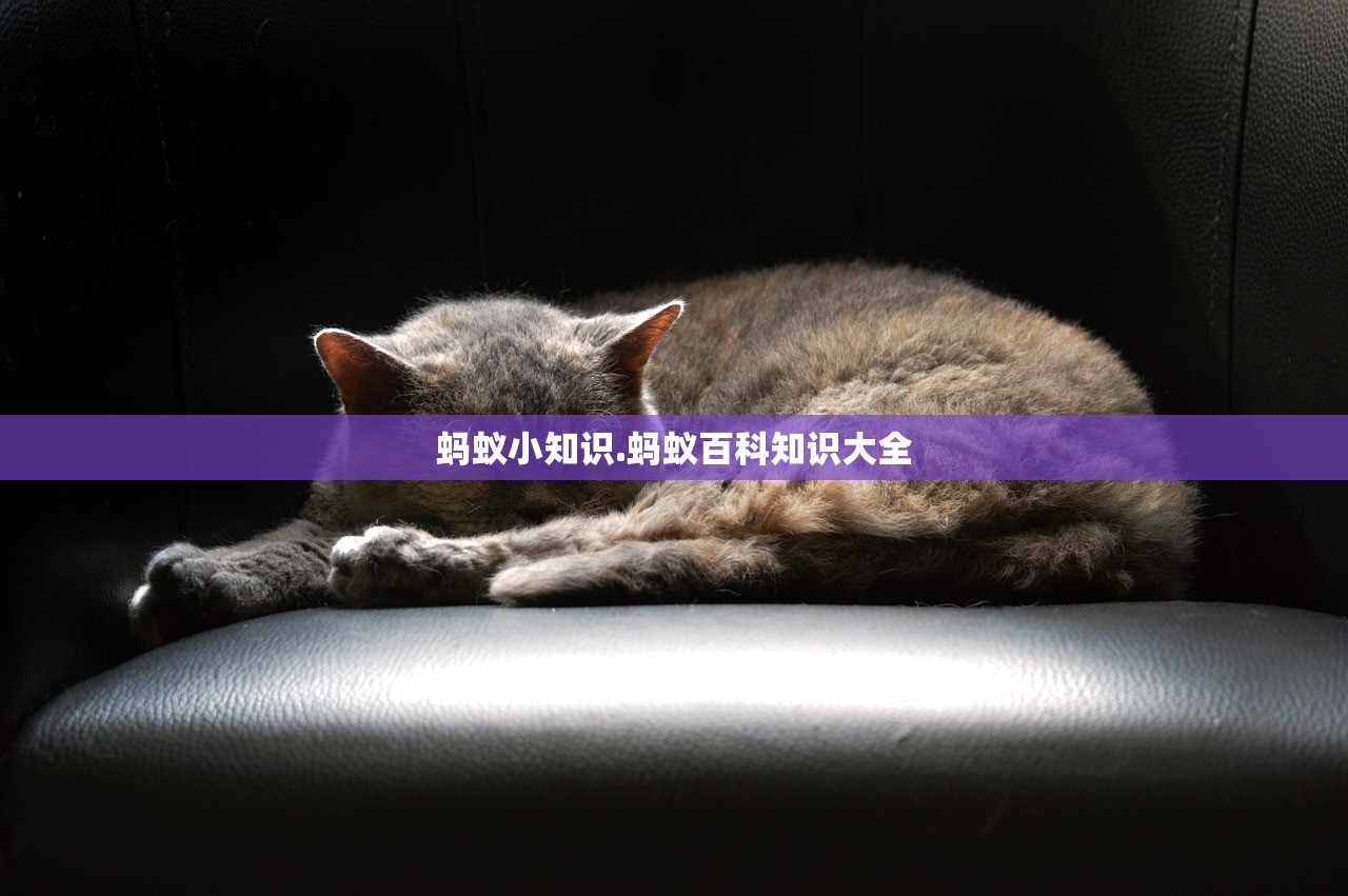 蚂蚁小知识.蚂蚁百科知识大全