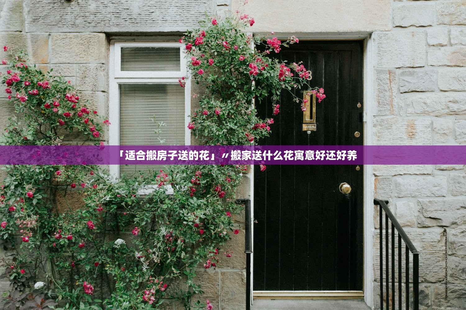「适合搬房子送的花」〃搬家送什么花寓意好还好养