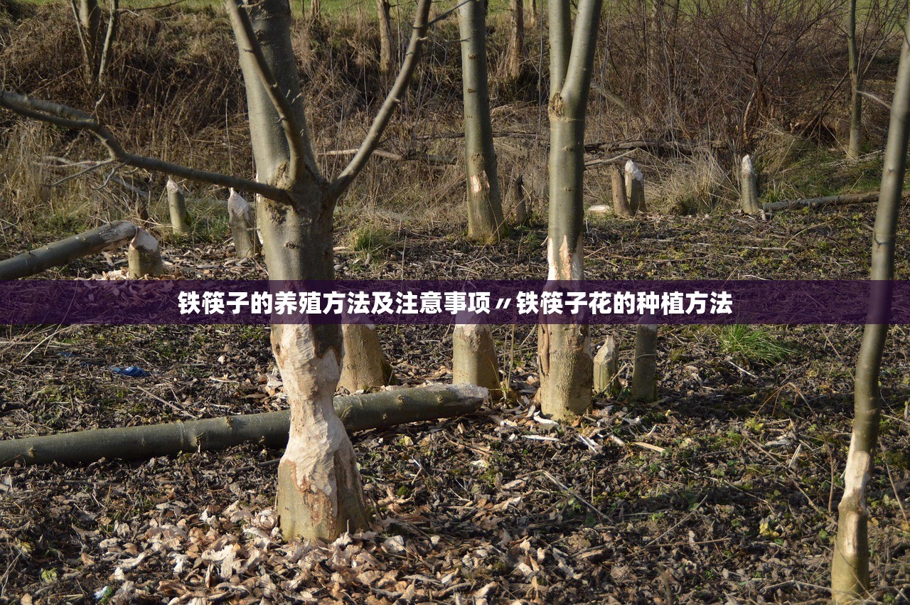 铁筷子的养殖方法及注意事项〃铁筷子花的种植方法