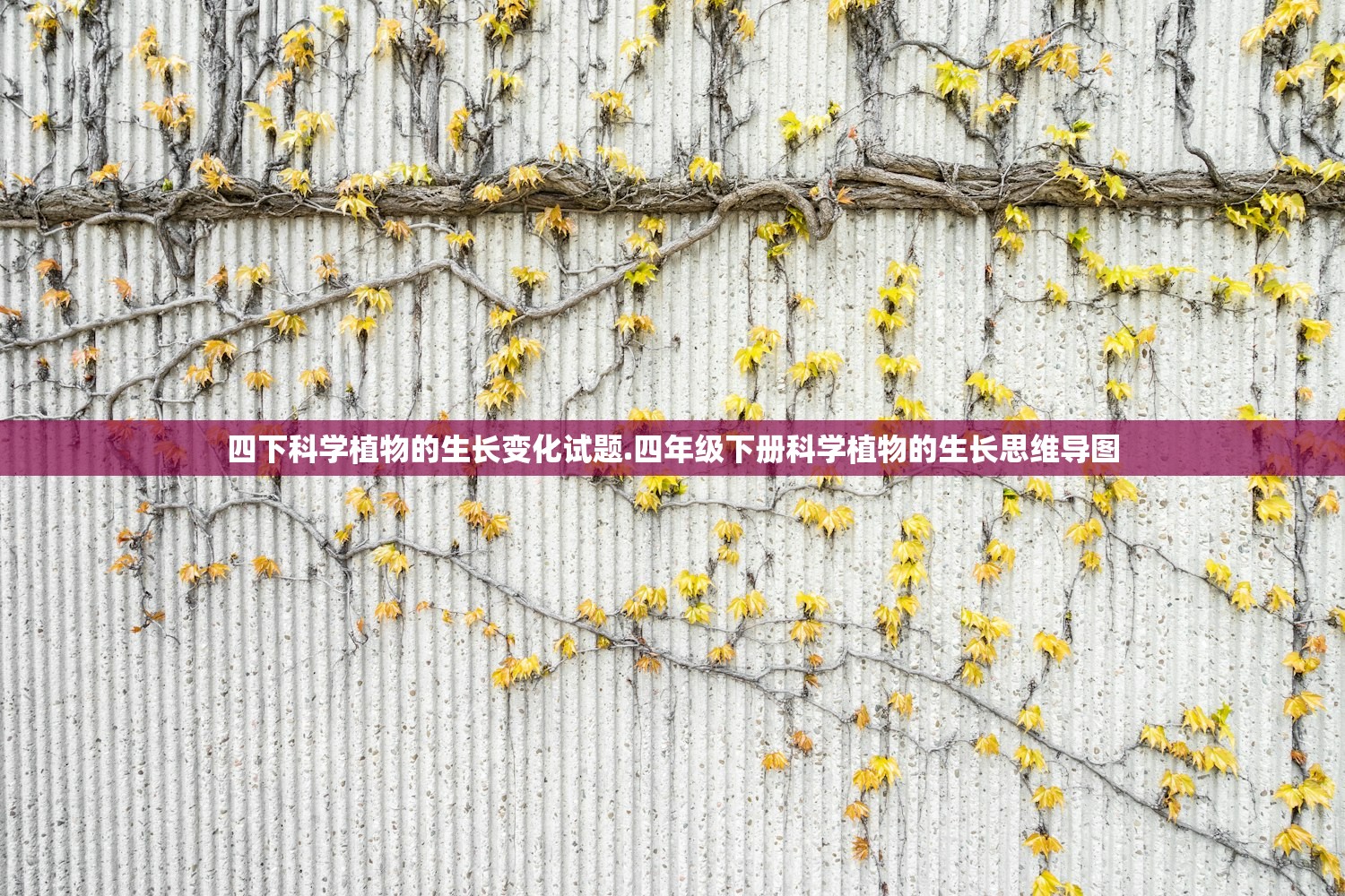 四下科学植物的生长变化试题.四年级下册科学植物的生长思维导图