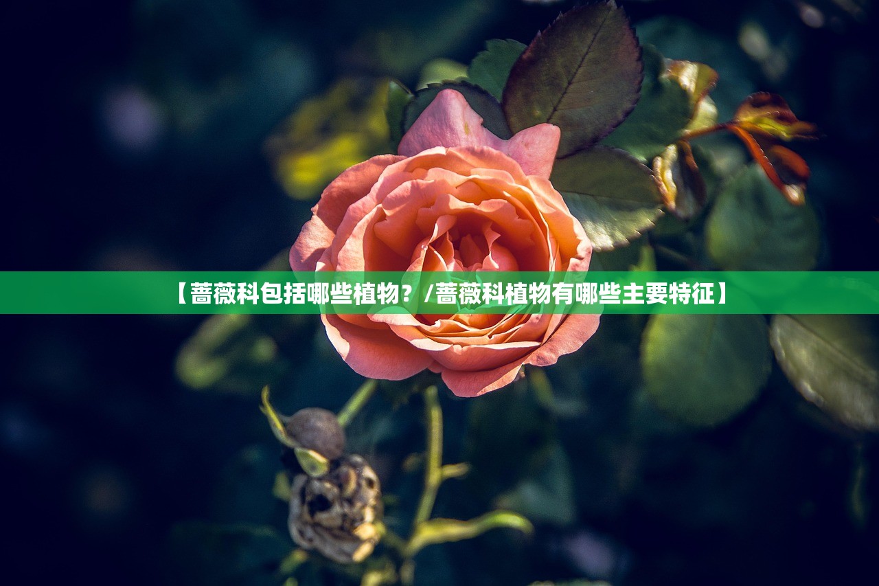 【蔷薇科包括哪些植物?/蔷薇科植物有哪些主要特征】 【蔷薇科包括哪些植物?/蔷薇科植物有哪些主要特征】