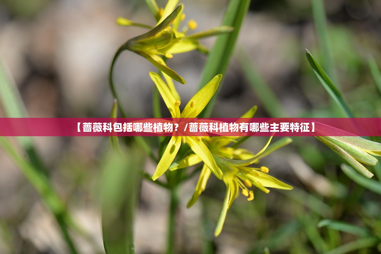 【蔷薇科包括哪些植物?/蔷薇科植物有哪些主要特征】 【蔷薇科包括哪些植物?/蔷薇科植物有哪些主要特征】