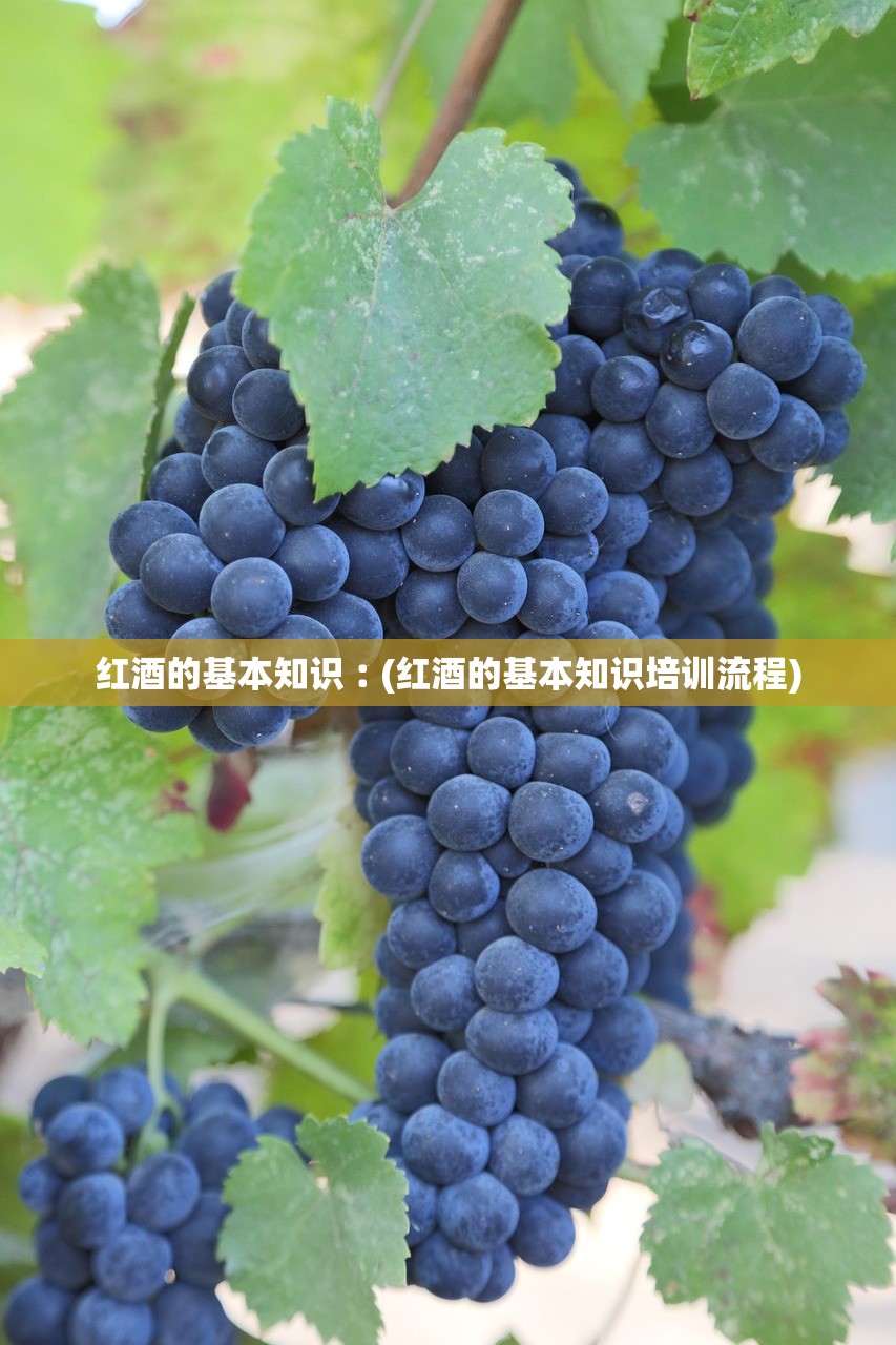 红酒的基本知识︰(红酒的基本知识培训流程)