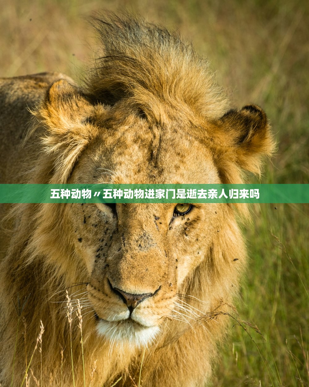 五种动物〃五种动物进家门是逝去亲人归来吗