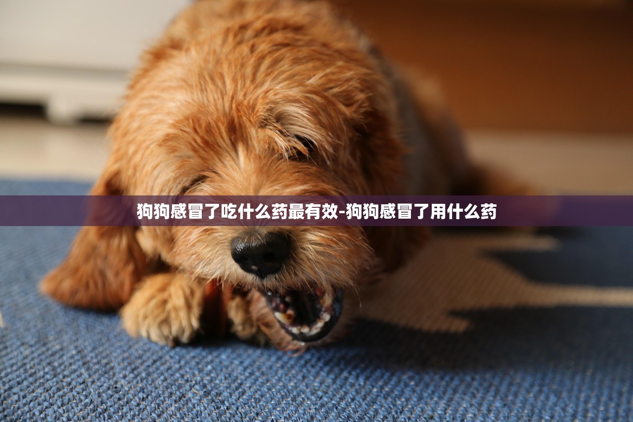 狗狗感冒了吃什么药最有效-狗狗感冒了用什么药