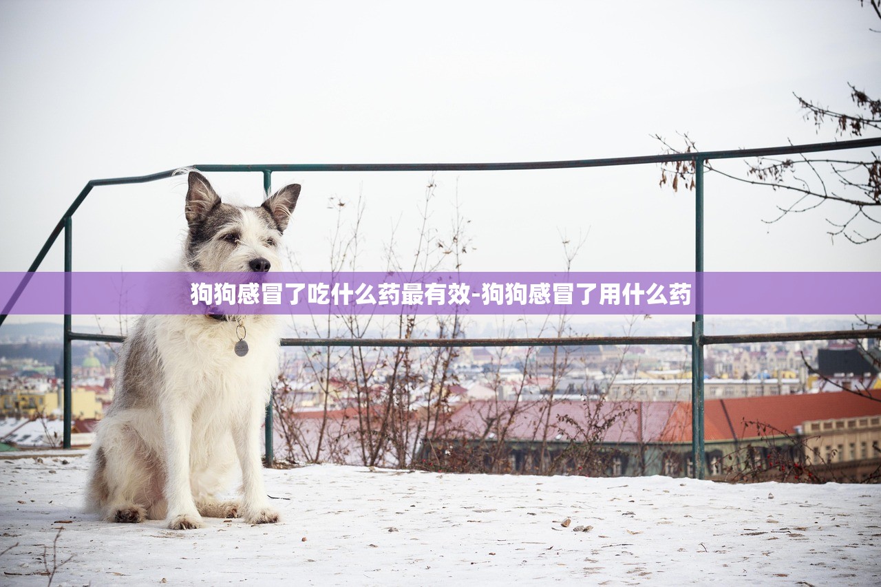 狗狗感冒了吃什么药最有效-狗狗感冒了用什么药