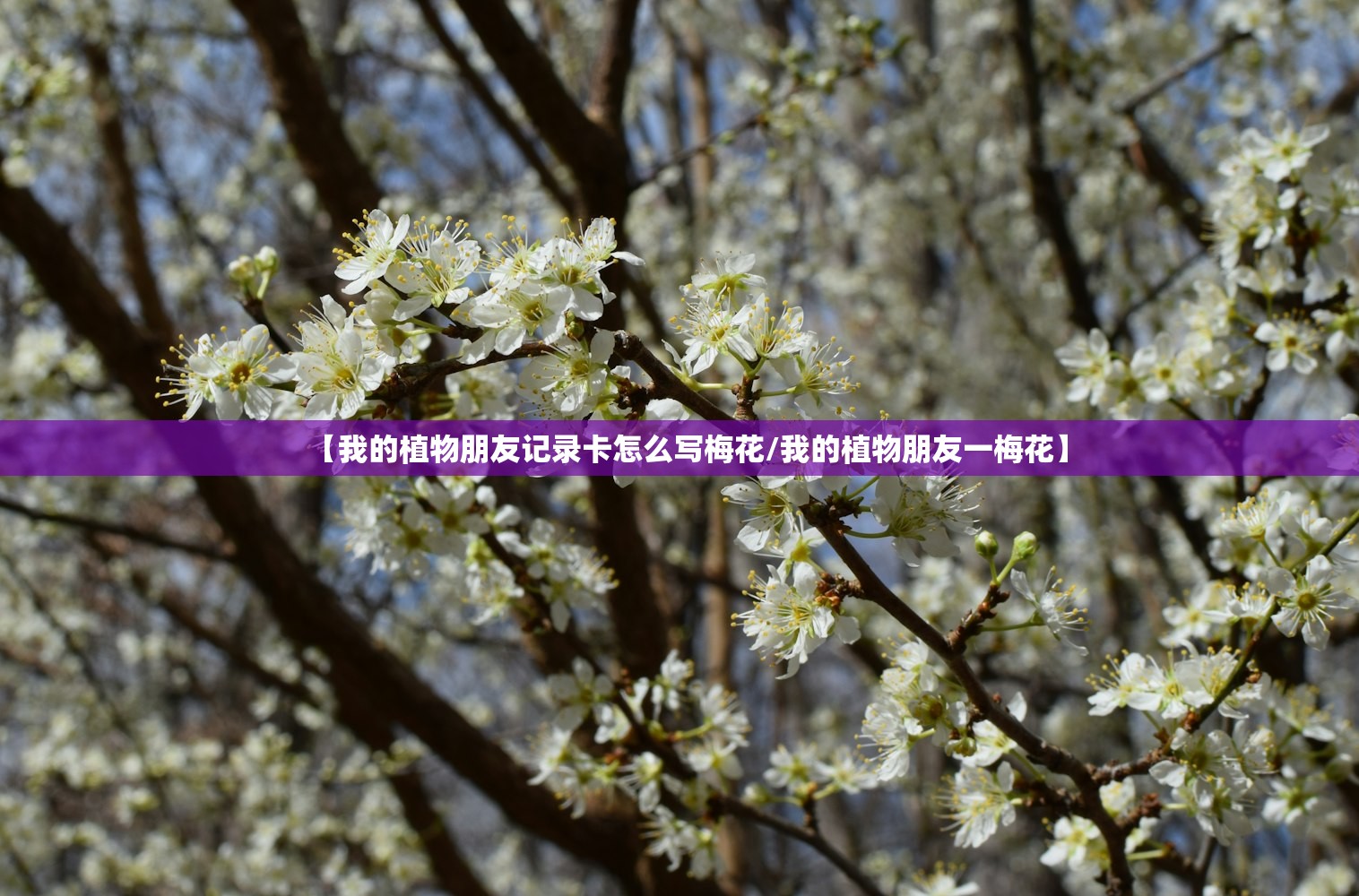 【我的植物朋友记录卡怎么写梅花/我的植物朋友一梅花】