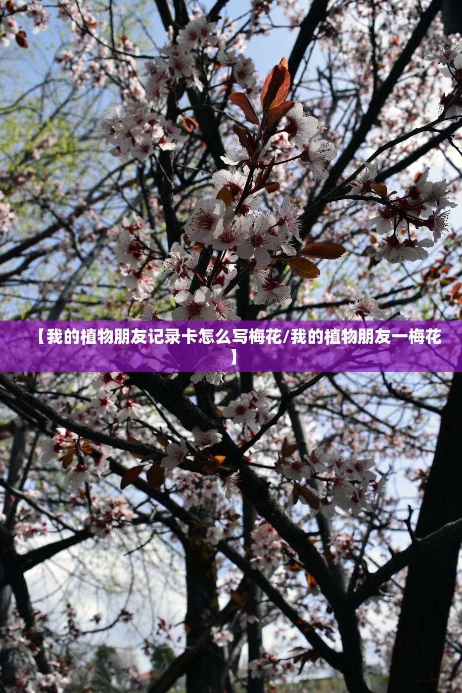 【我的植物朋友记录卡怎么写梅花/我的植物朋友一梅花】