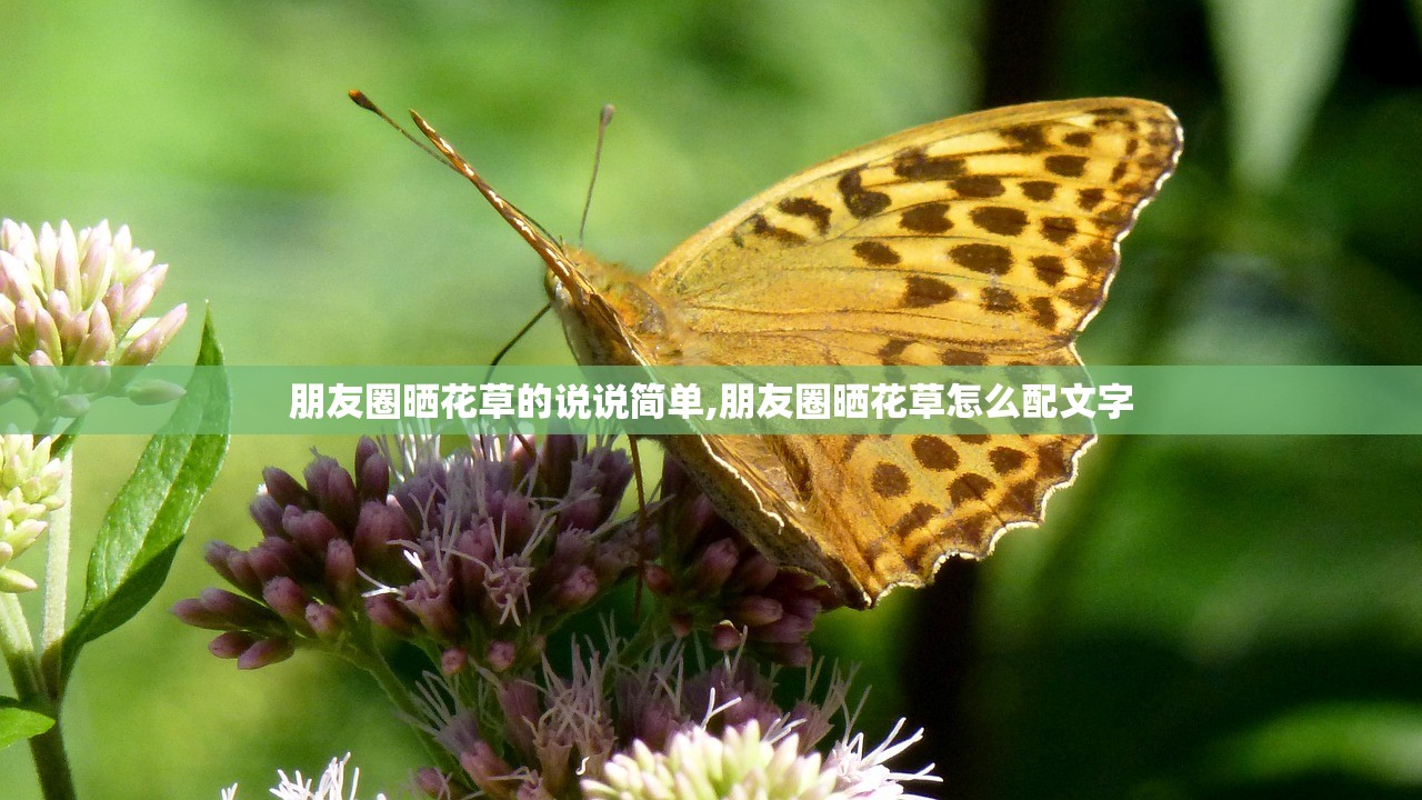朋友圈晒花草的说说简单,朋友圈晒花草怎么配文字 朋友圈晒花草的说说简单,朋友圈晒花草怎么配文字