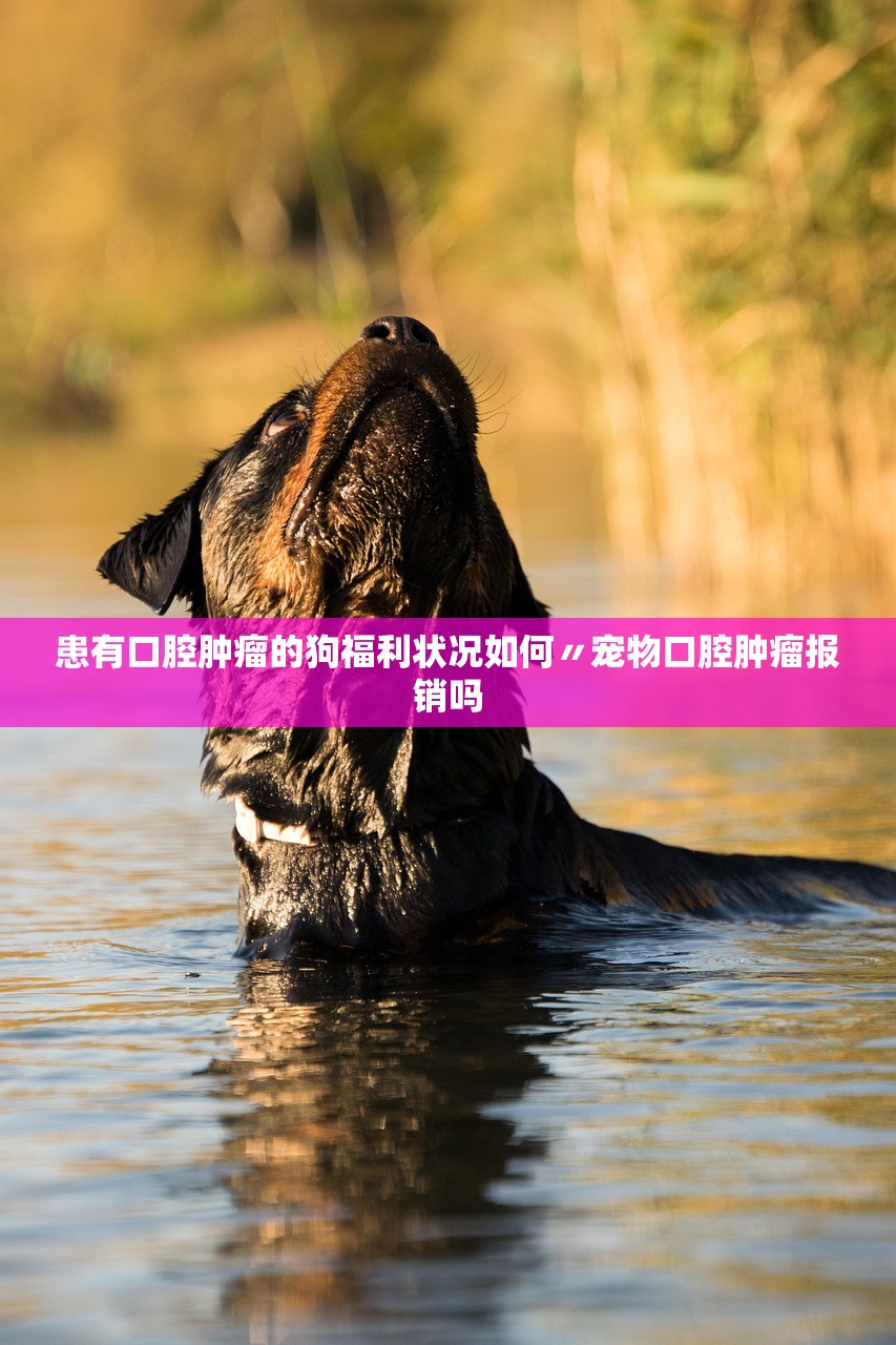 患有口腔肿瘤的狗福利状况如何〃宠物口腔肿瘤报销吗