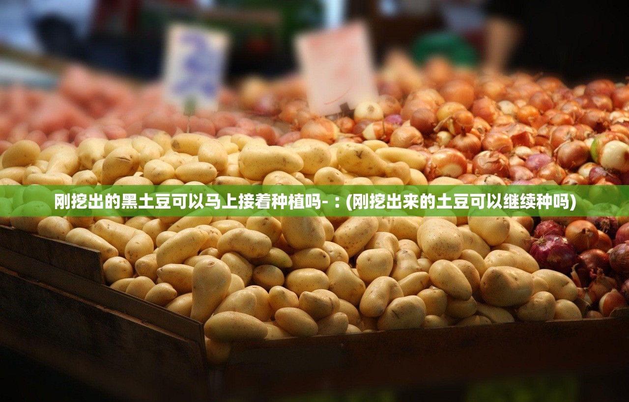刚挖出的黑土豆可以马上接着种植吗-︰(刚挖出来的土豆可以继续种吗)