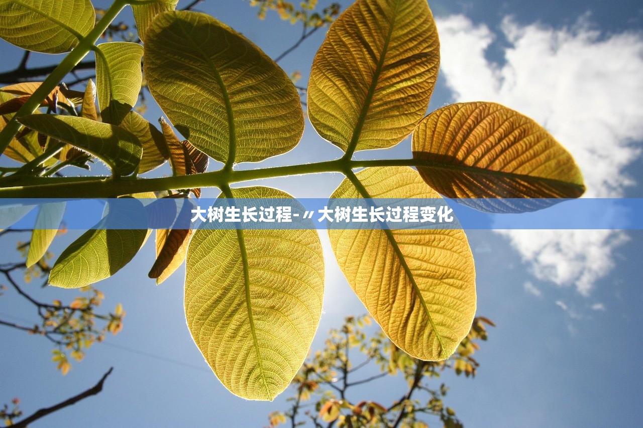 大树生长过程-〃大树生长过程变化