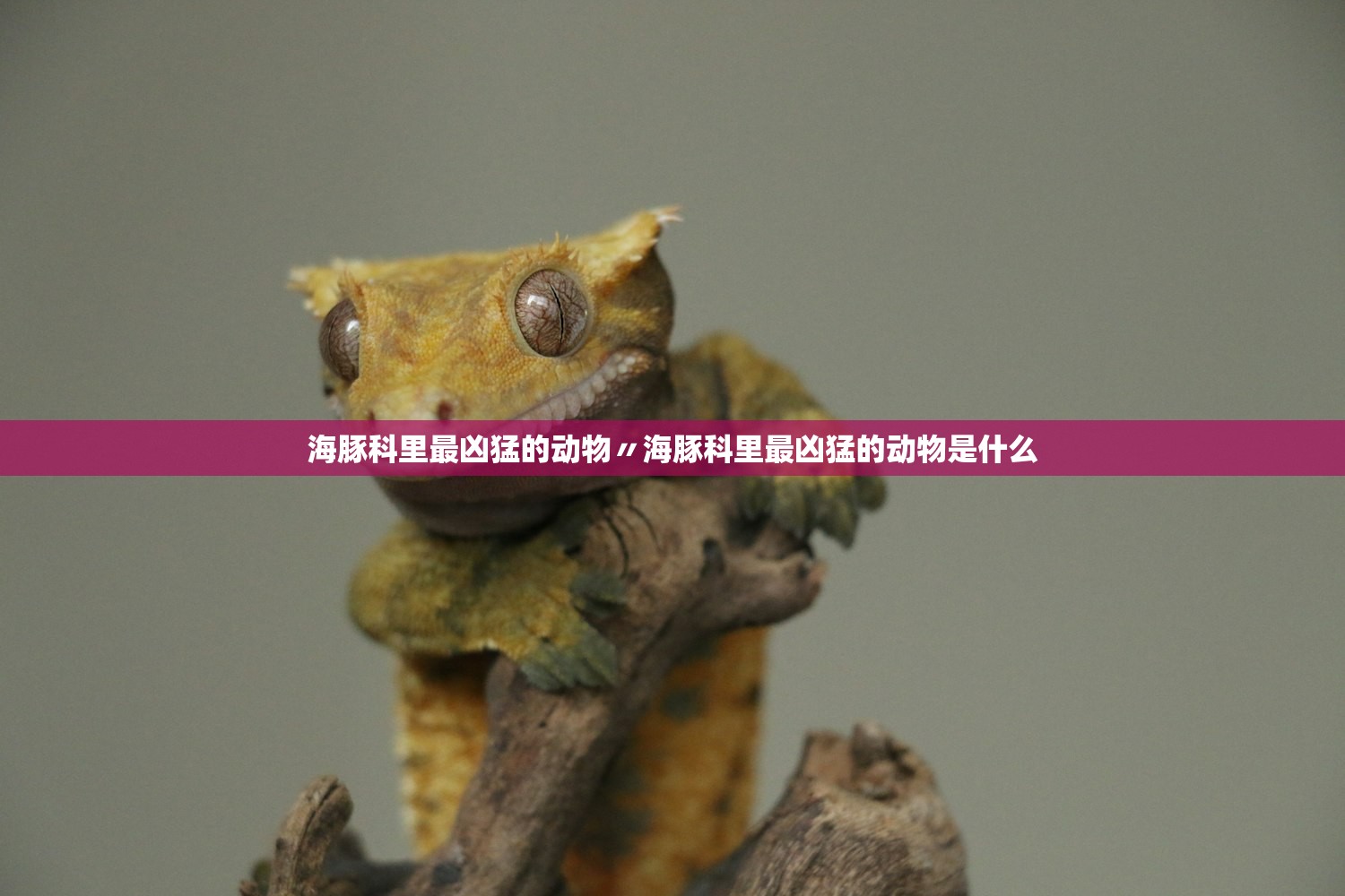 海豚科里最凶猛的动物〃海豚科里最凶猛的动物是什么