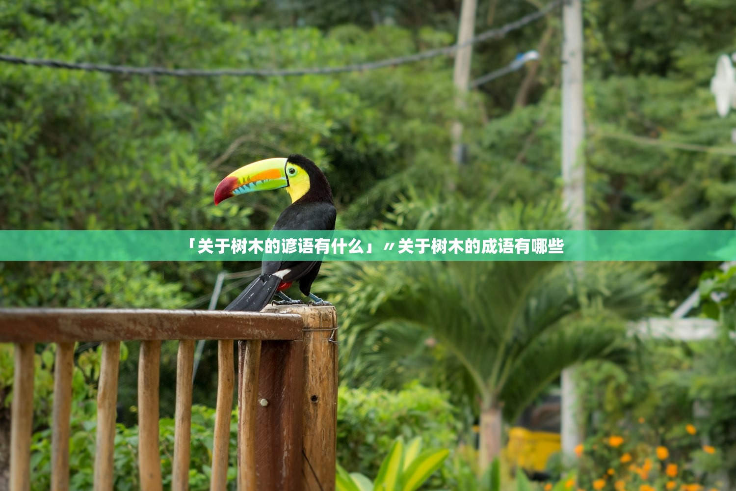 「关于树木的谚语有什么」〃关于树木的成语有哪些
