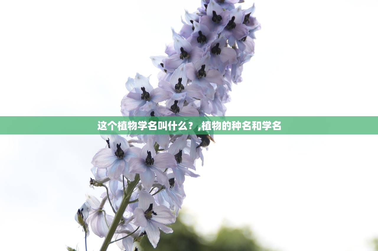 这个植物学名叫什么？,植物的种名和学名