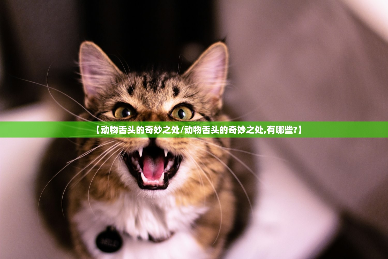 【动物舌头的奇妙之处/动物舌头的奇妙之处,有哪些?】 【动物舌头的奇妙之处/动物舌头的奇妙之处,有哪些?】