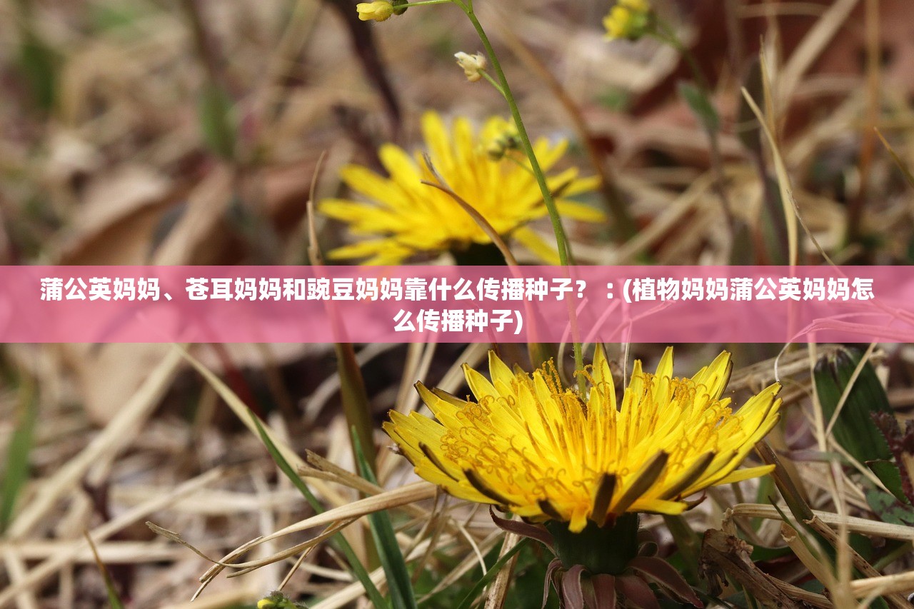 蒲公英妈妈、苍耳妈妈和豌豆妈妈靠什么传播种子？︰(植物妈妈蒲公英妈妈怎么传播种子)