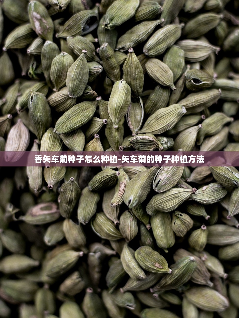 香矢车菊种子怎么种植-矢车菊的种子种植方法