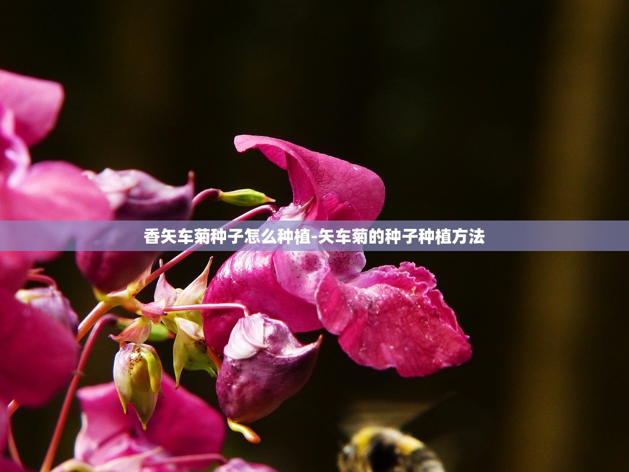 香矢车菊种子怎么种植-矢车菊的种子种植方法