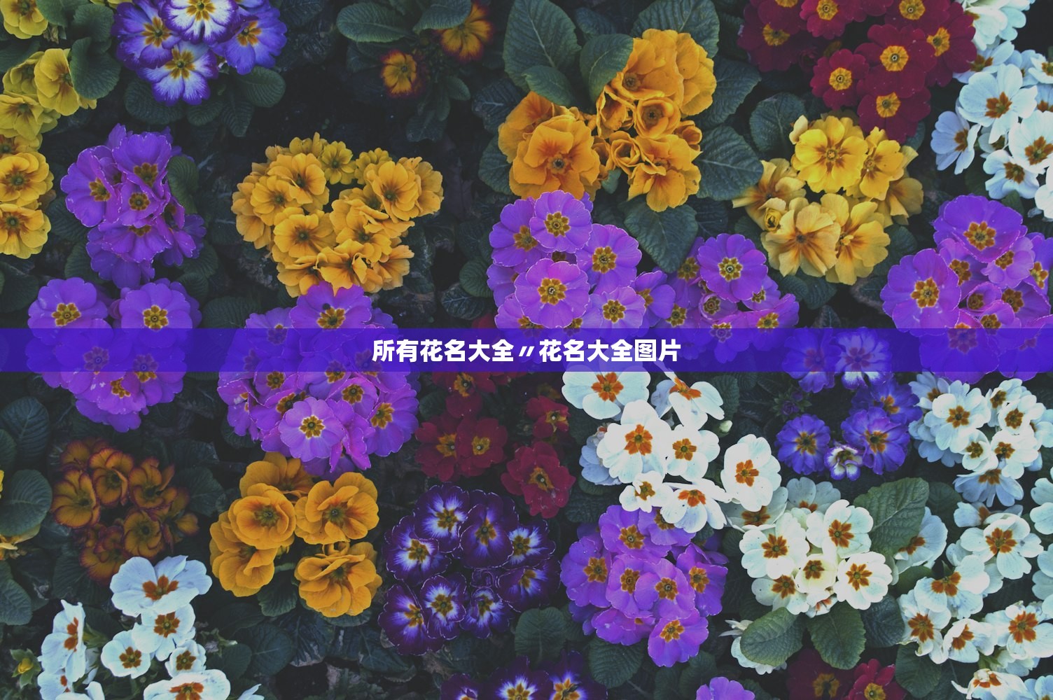 所有花名大全〃花名大全图片
