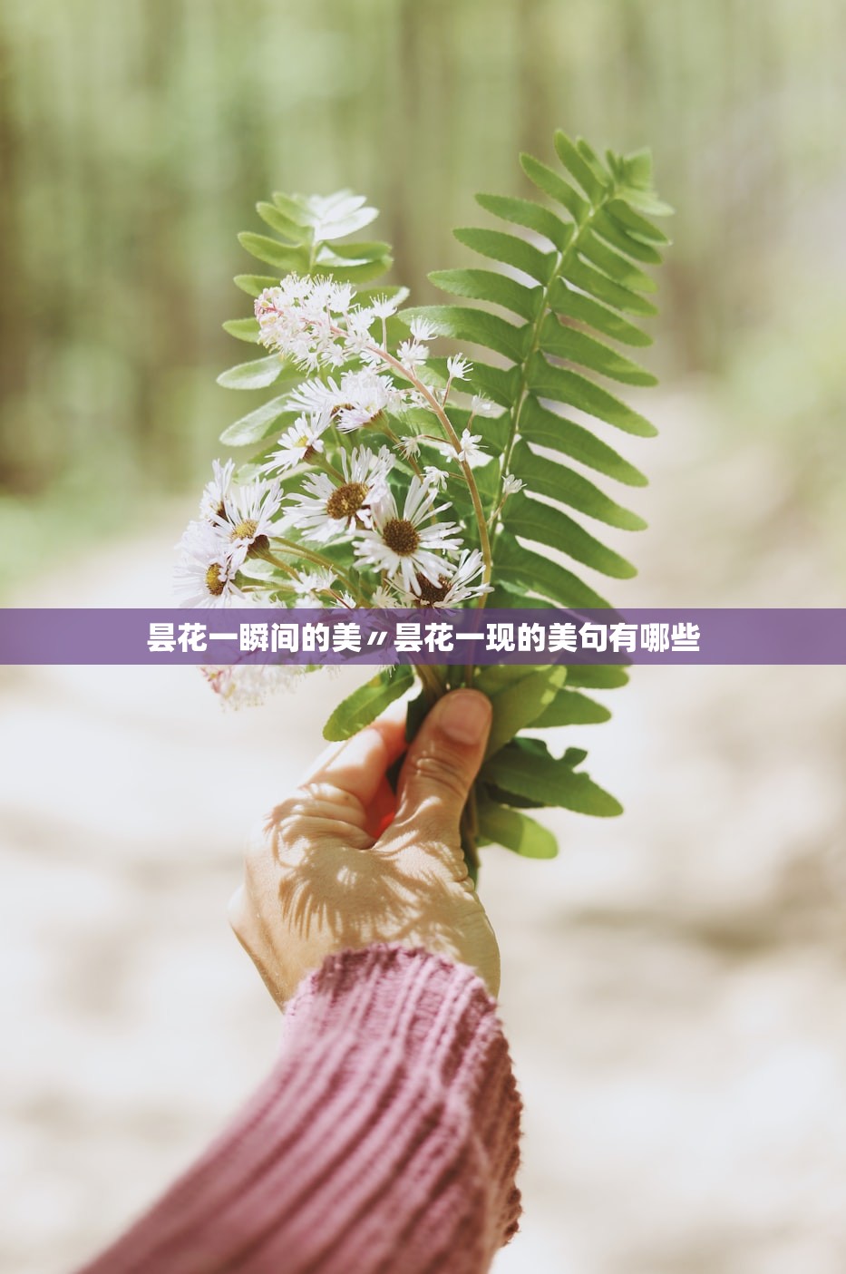 昙花一瞬间的美〃昙花一现的美句有哪些