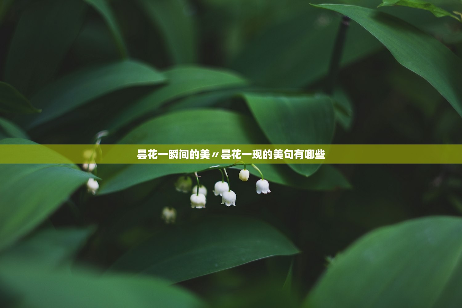 昙花一瞬间的美〃昙花一现的美句有哪些