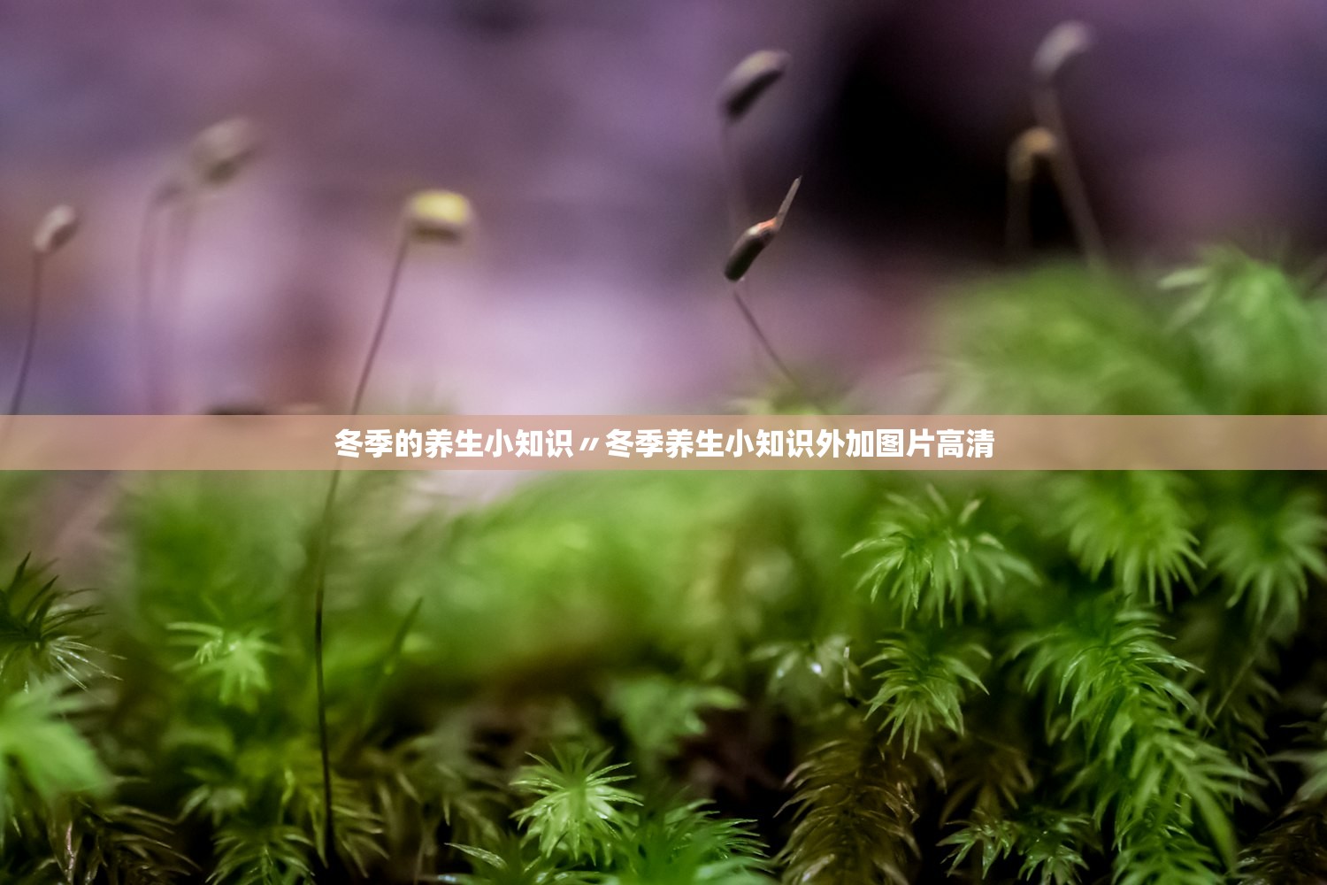 冬季的养生小知识〃冬季养生小知识外加图片高清 冬季的养生小知识〃冬季养生小知识外加图片高清