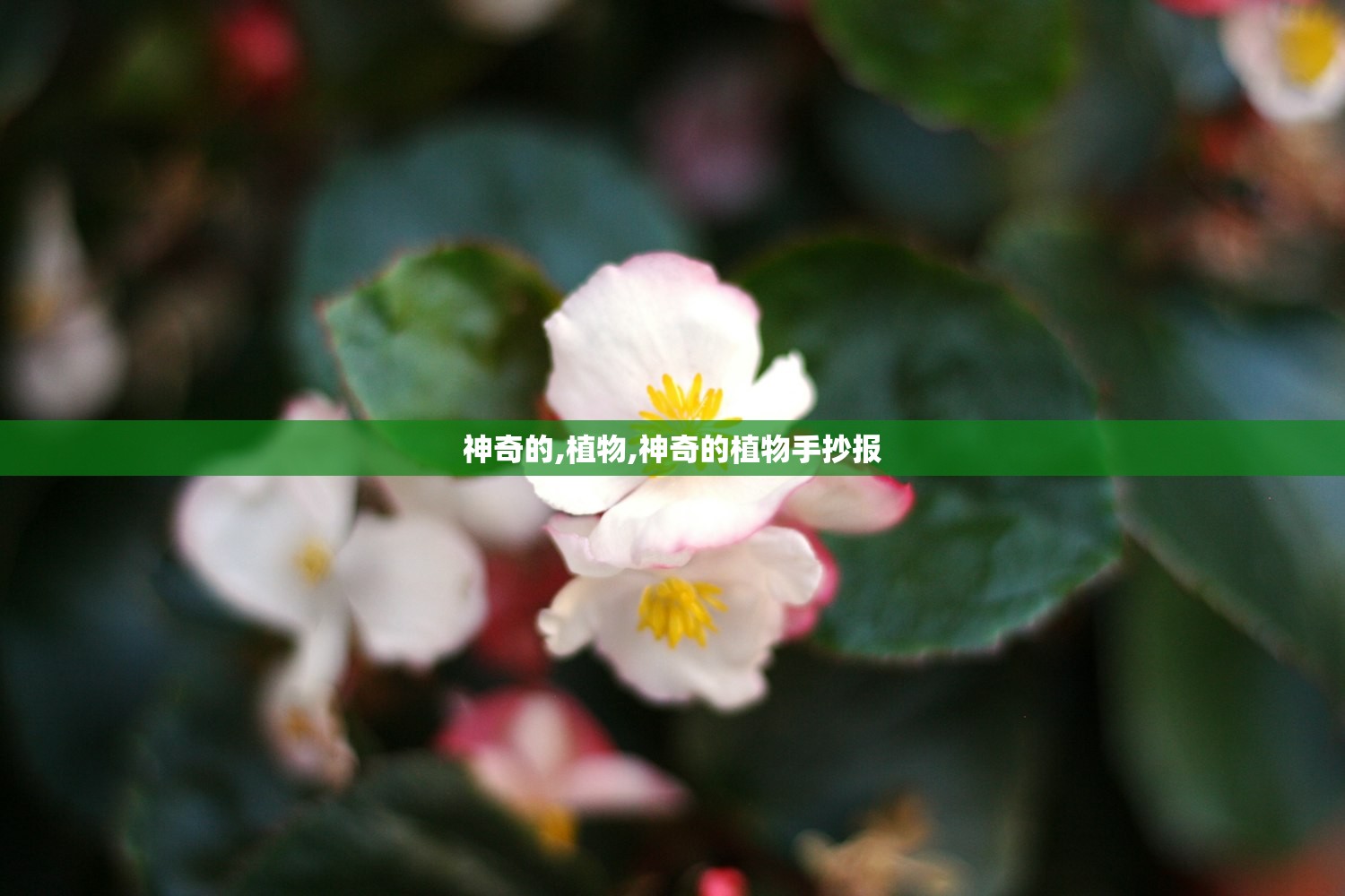 神奇的,植物,神奇的植物手抄报