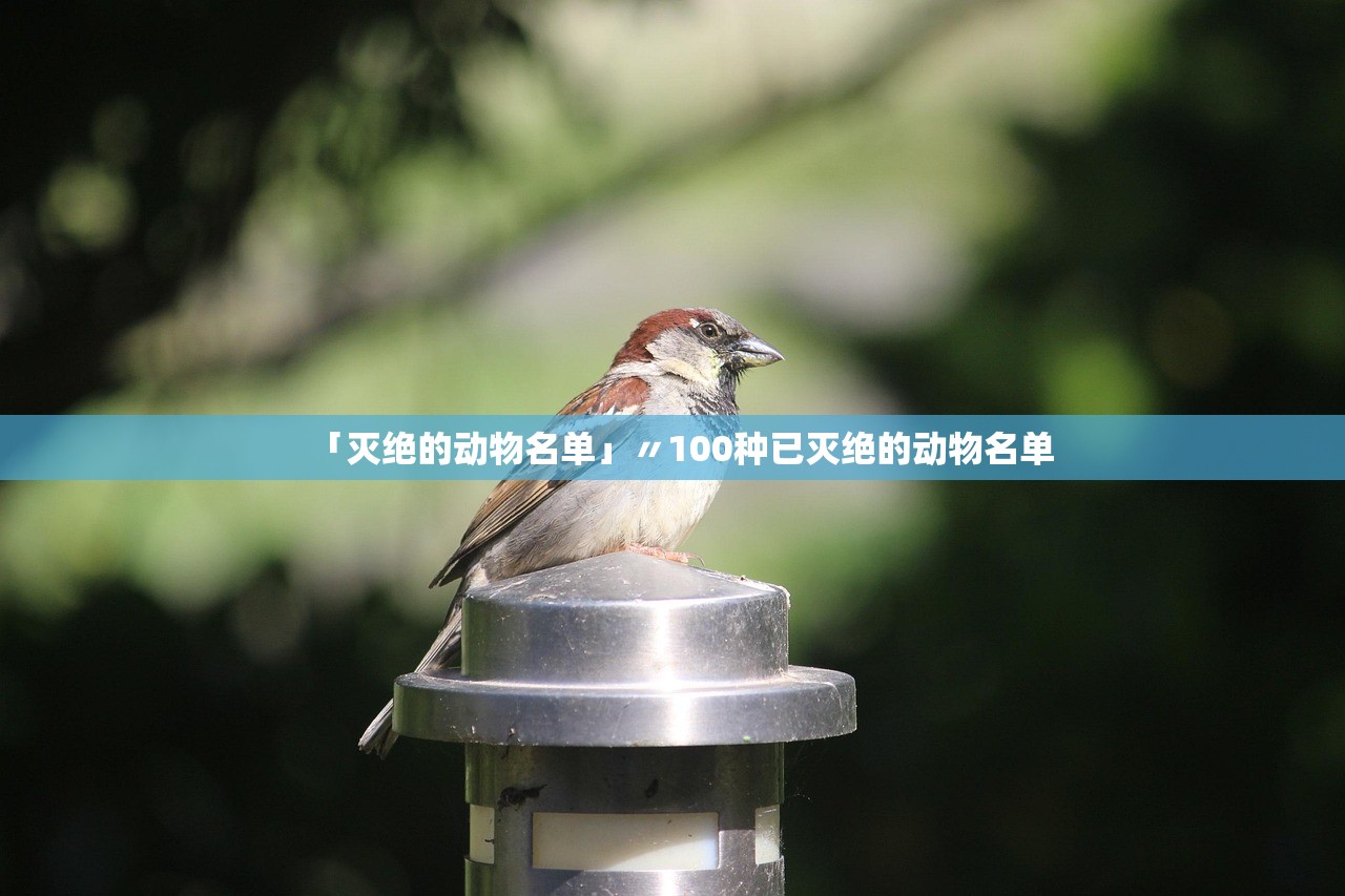 「灭绝的动物名单」〃100种已灭绝的动物名单
