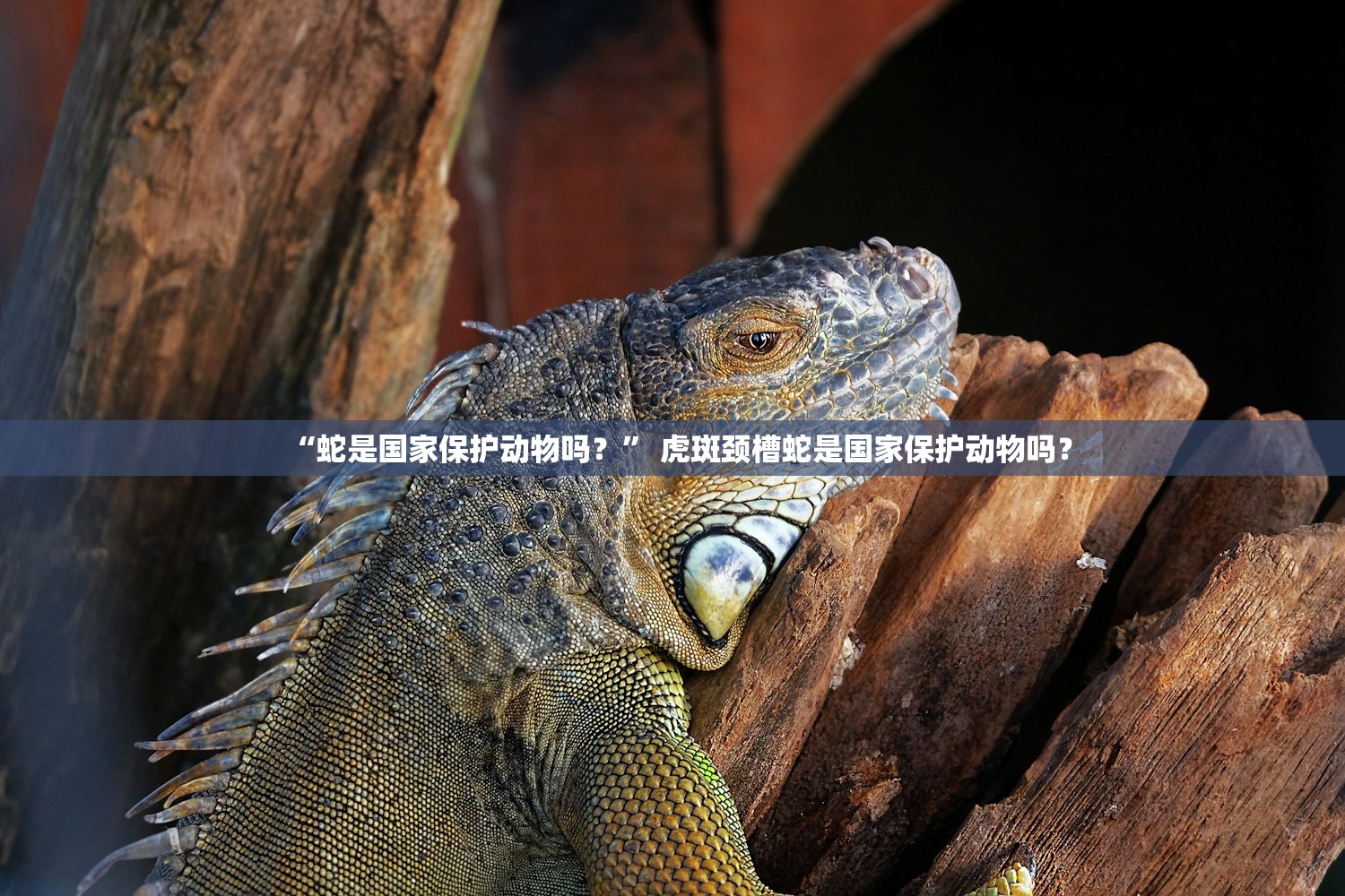 “蛇是国家保护动物吗？	” 虎斑颈槽蛇是国家保护动物吗？