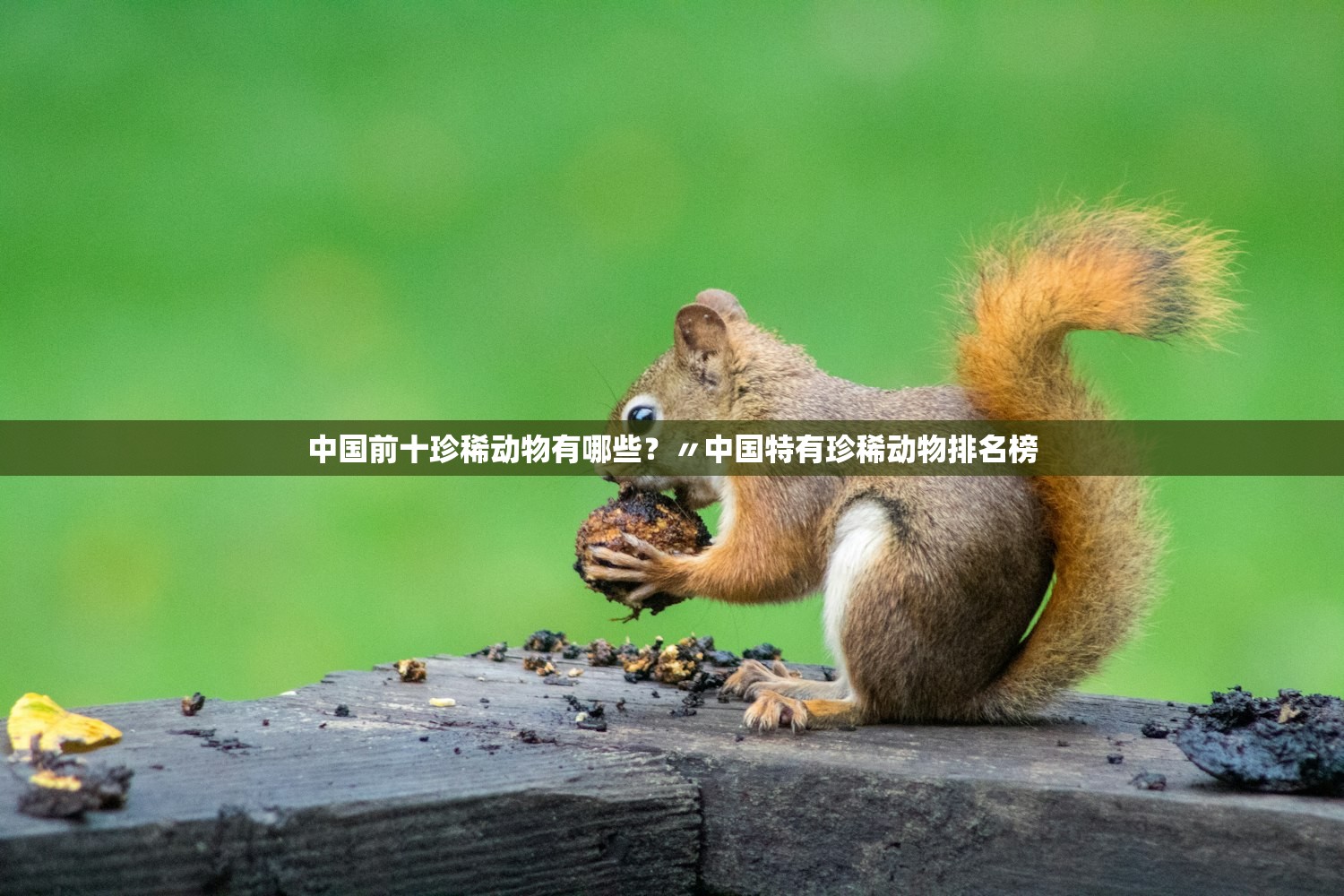 中国前十珍稀动物有哪些？〃中国特有珍稀动物排名榜