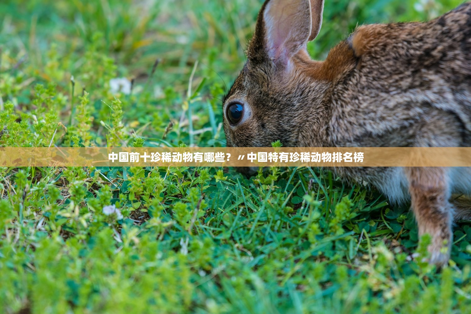 中国前十珍稀动物有哪些？〃中国特有珍稀动物排名榜
