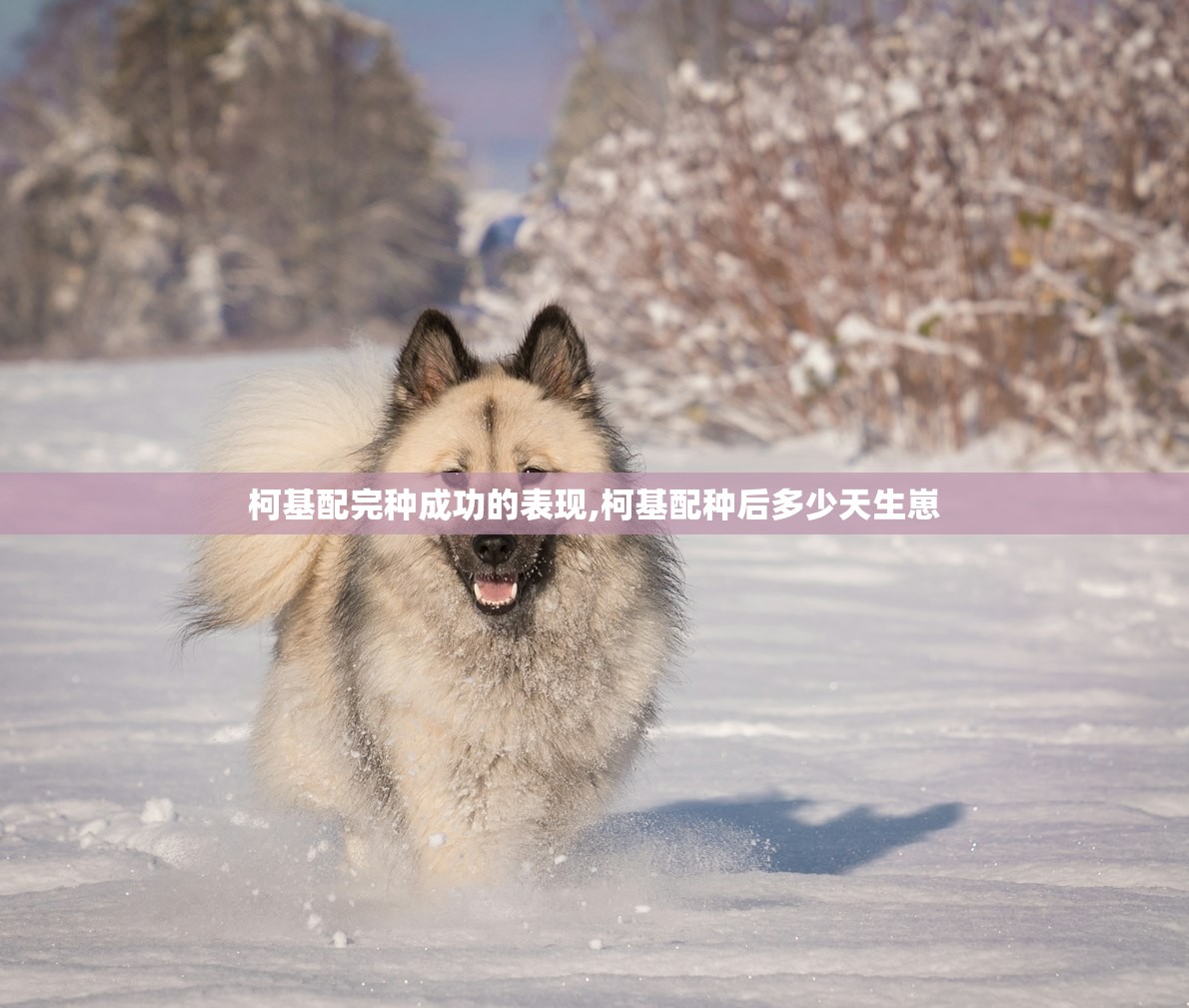 柯基配完种成功的表现,柯基配种后多少天生崽