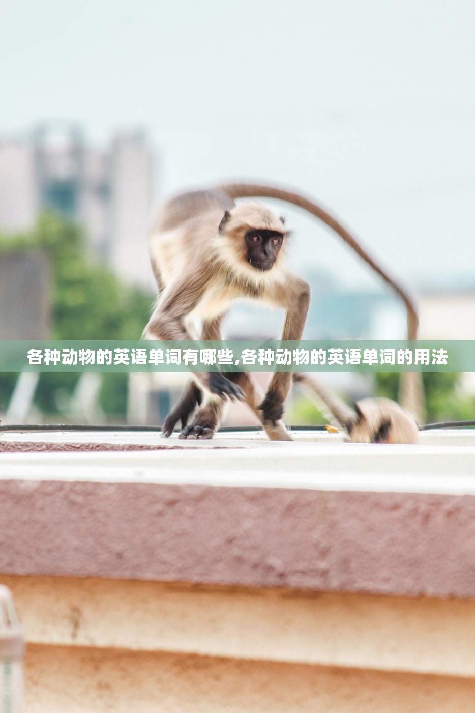 各种动物的英语单词有哪些,各种动物的英语单词的用法