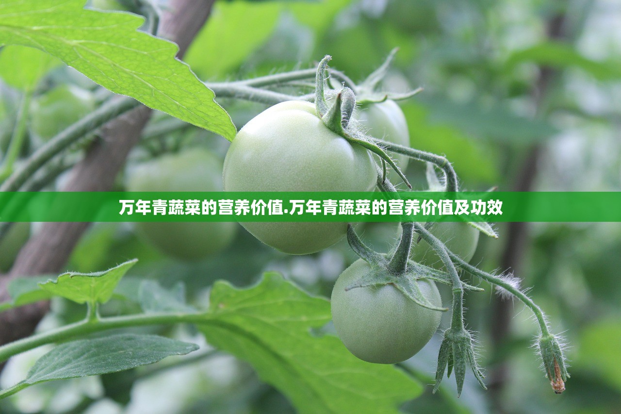 万年青蔬菜的营养价值.万年青蔬菜的营养价值及功效