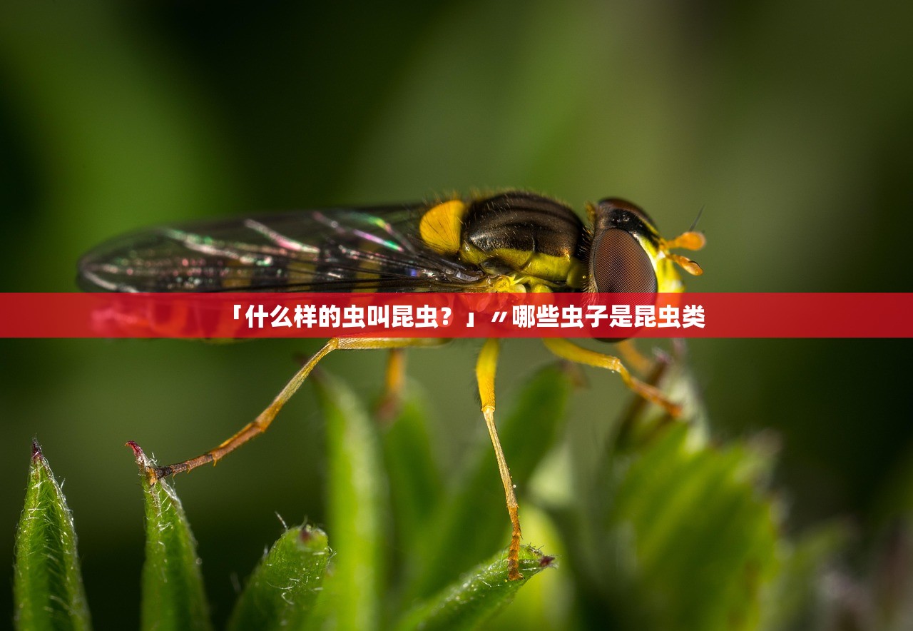 「什么样的虫叫昆虫？」〃哪些虫子是昆虫类