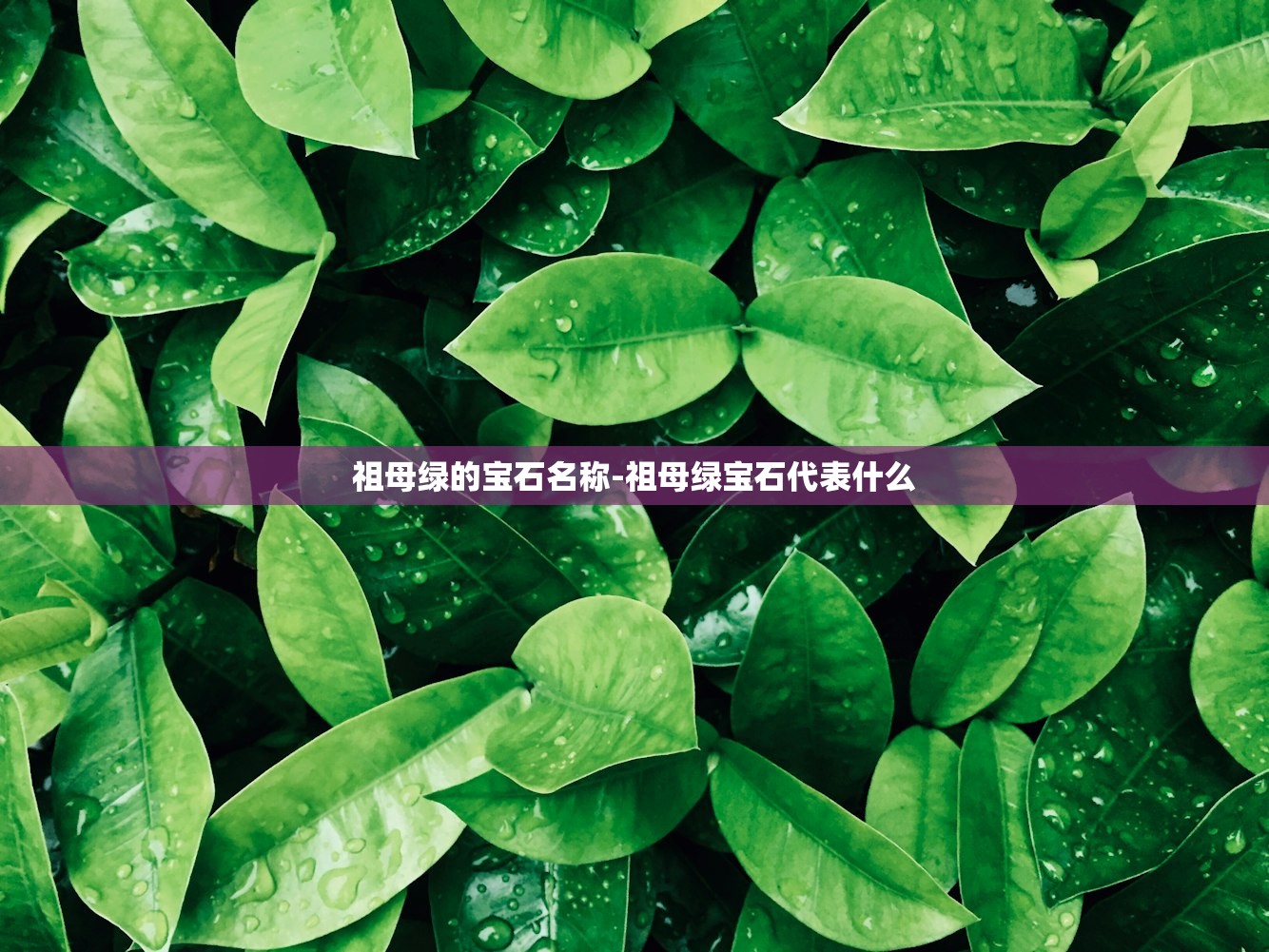 祖母绿的宝石名称-祖母绿宝石代表什么