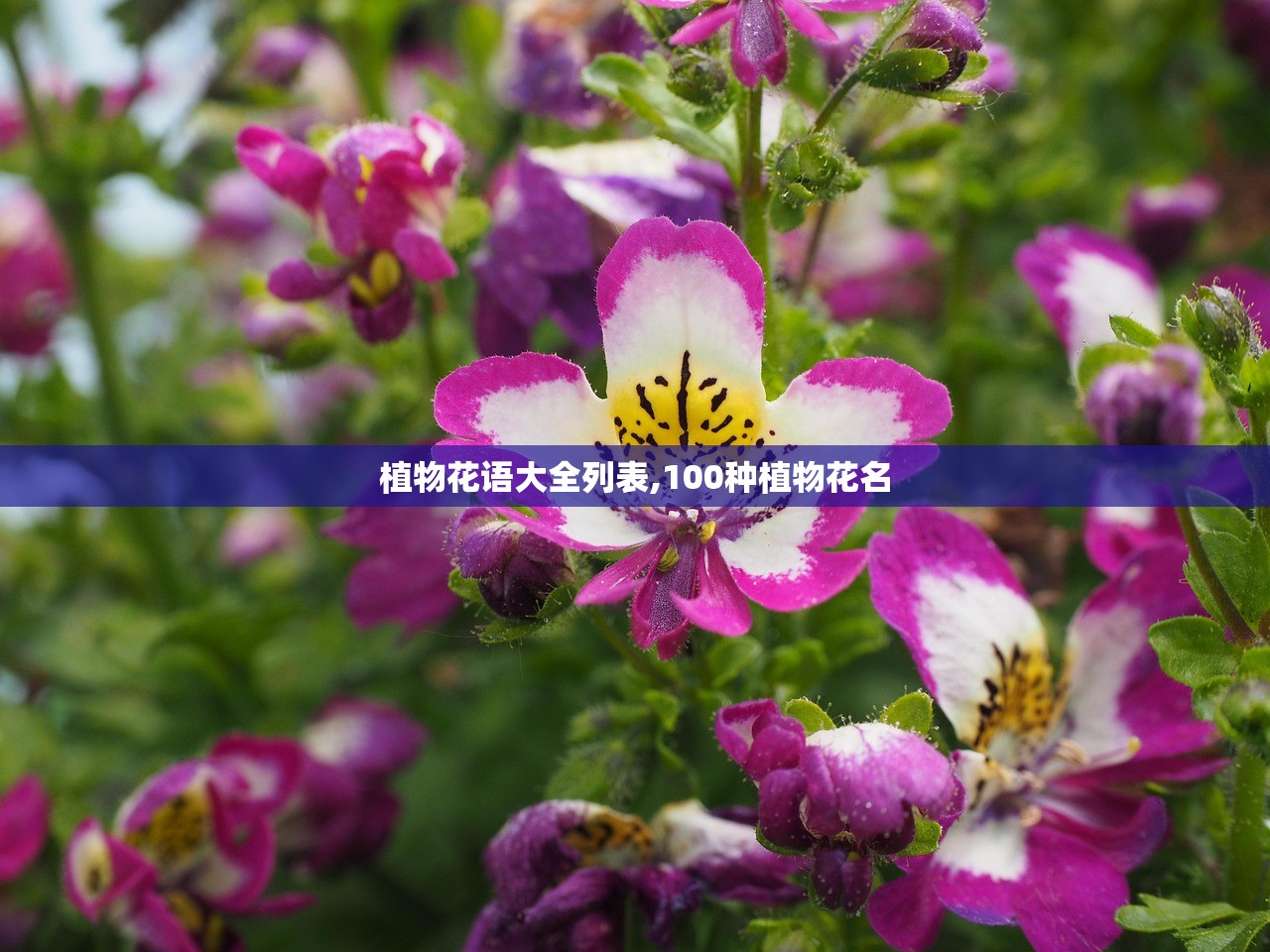 植物花语大全列表,100种植物花名